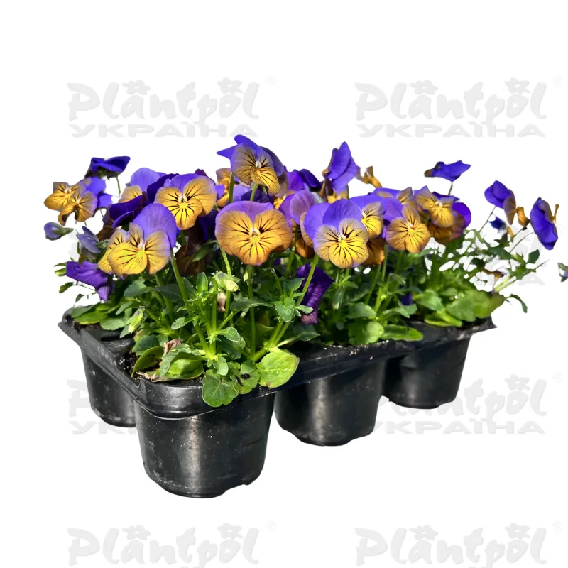 Фото 4