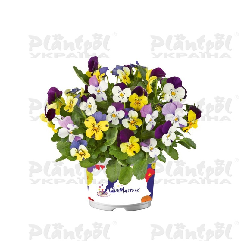 Віола cornuta EVO Mini F1 MixMasters® Nice (180 палета/Florensis)