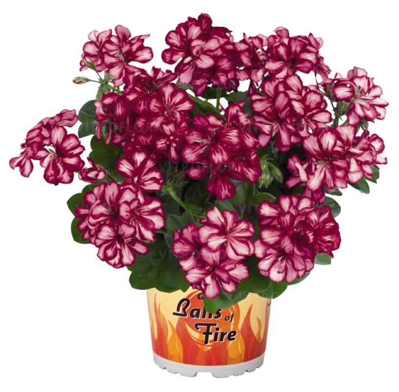 Пеларгонія ампельна Great Balls of Fire Burgundy Blaze