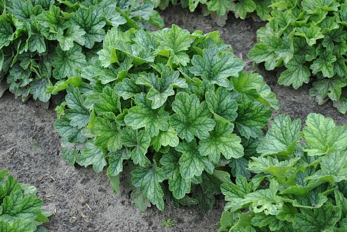 Гейхера Rex Peppermint (Vitroflora)