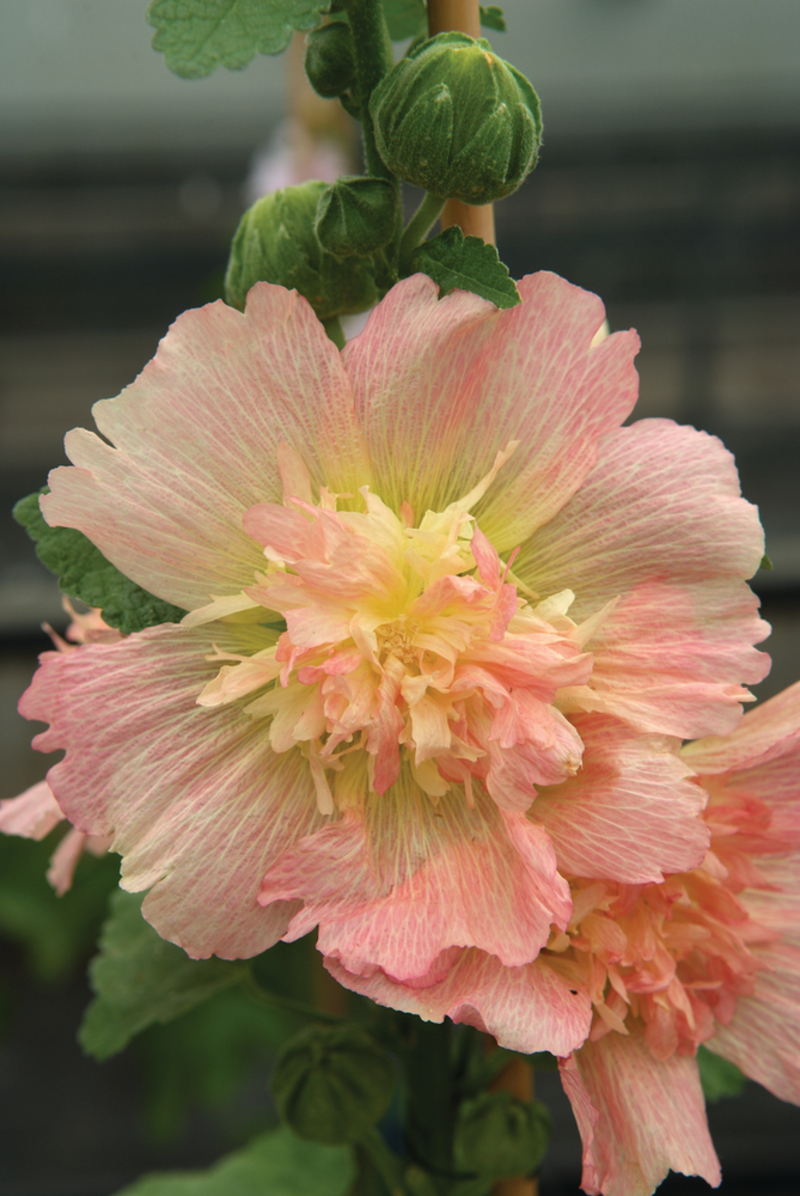 Мальва Spring Celebrities™ Apricot (Florensis)