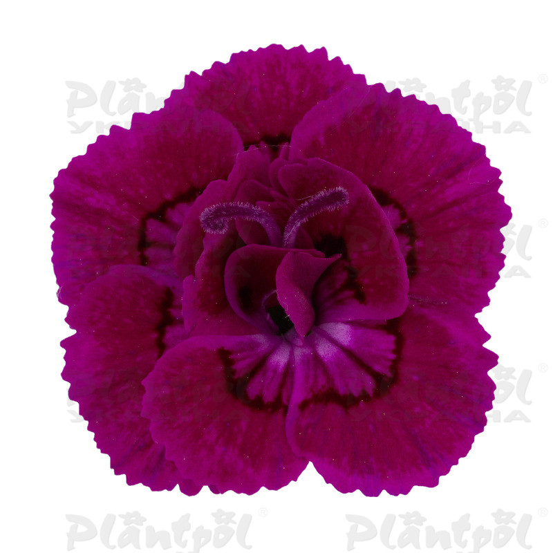 Гвоздика Dinamic Dancing Rumba