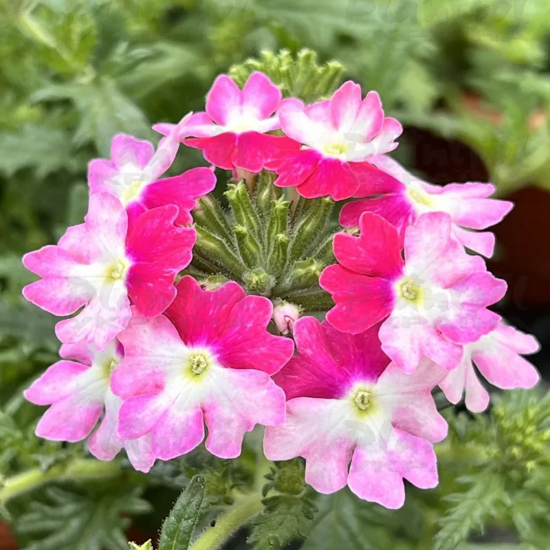 Фото 2