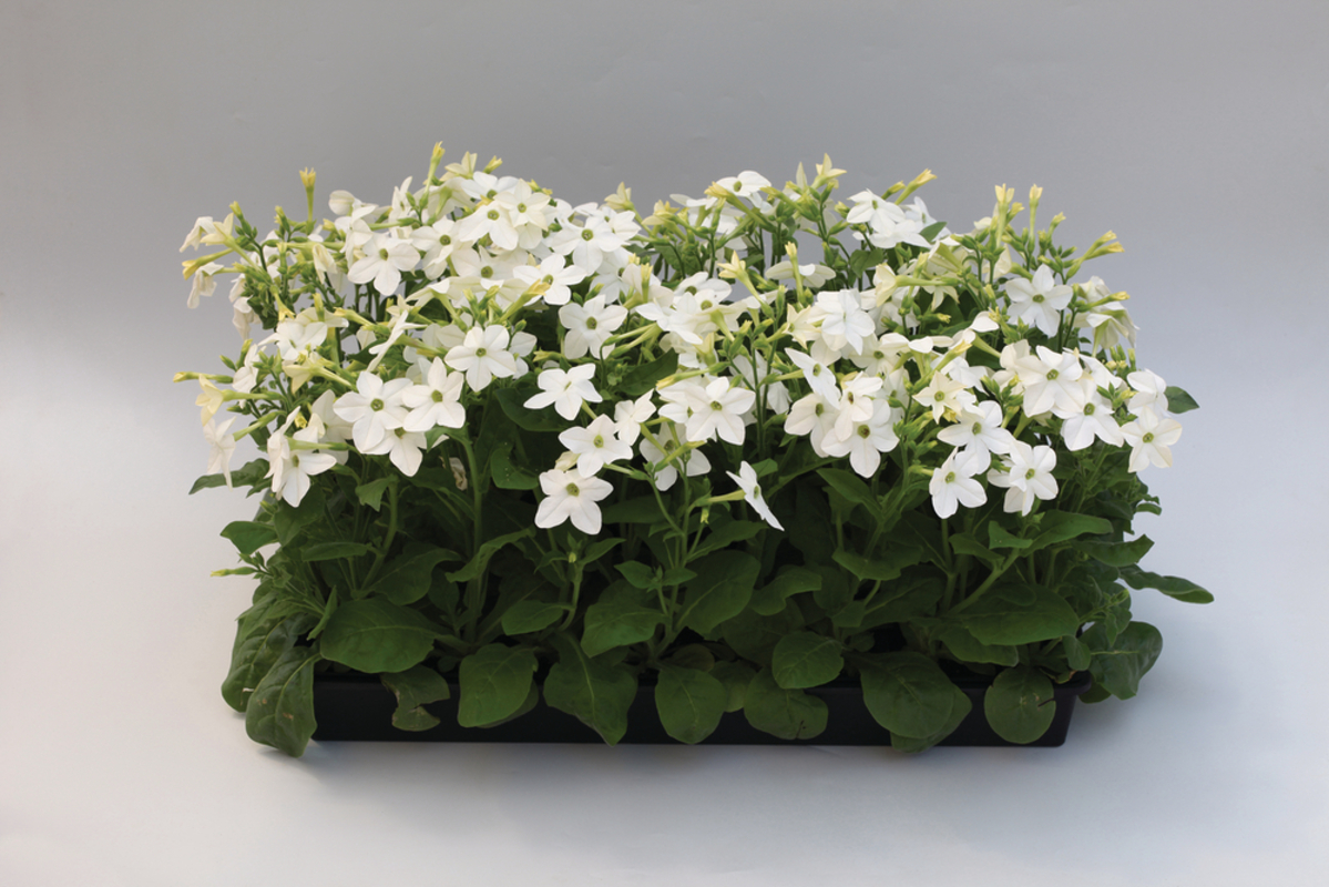 Нікотіана alata Cuba F1 White (510 палета/Florensis)