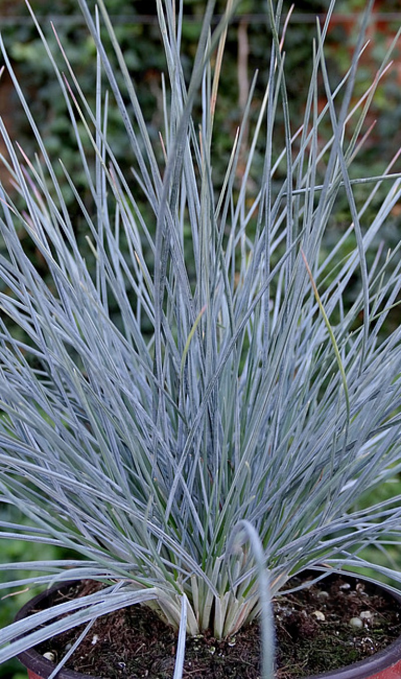 Фестука glauca Uchte (84 палета/Vitroflora)