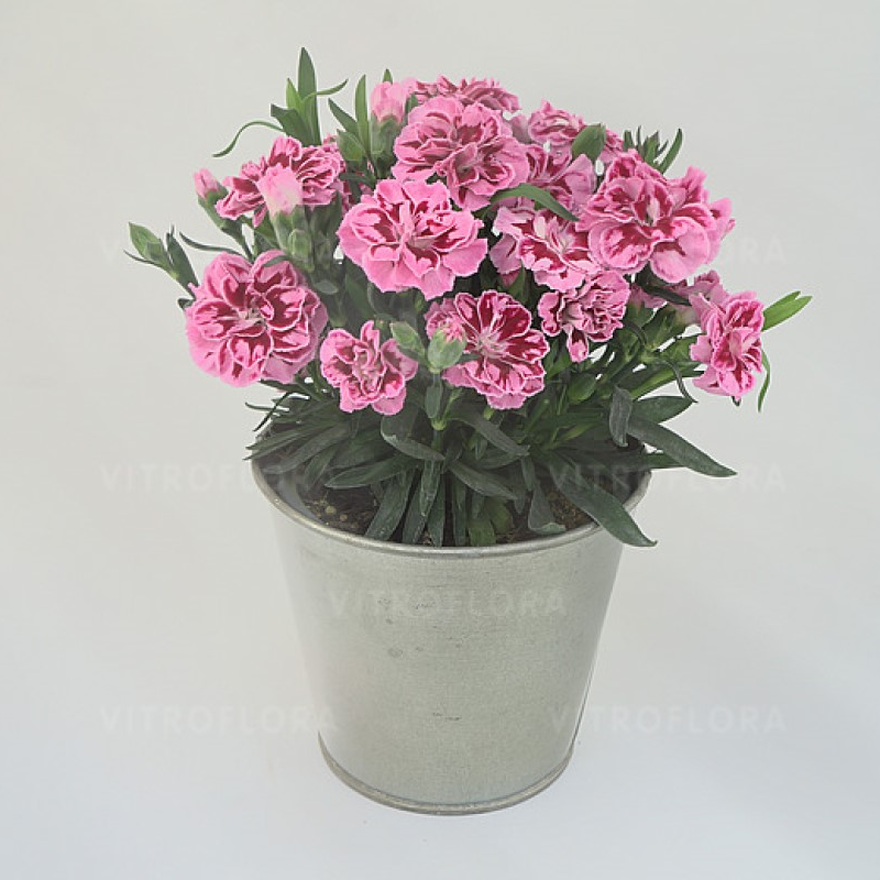 Гвоздика Oscar Pink Heart (Vitroflora)