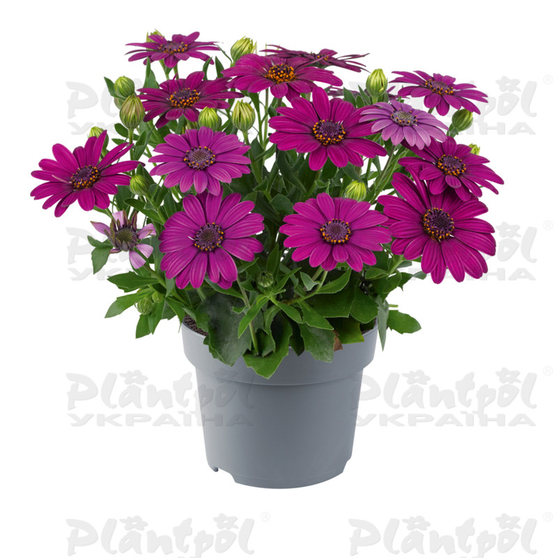 Остеоспермум Dalina Compact Purple