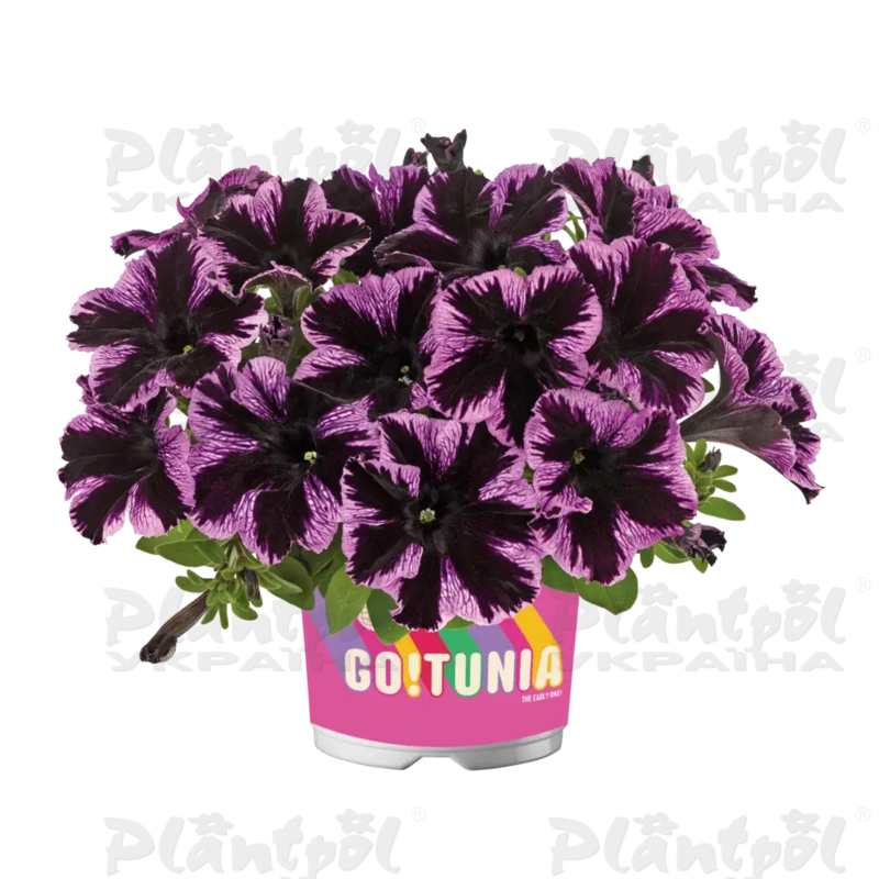 Петунія Go-Tunia Cosmic Violet