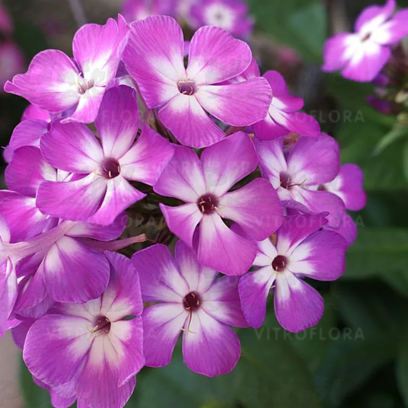 Фото 2