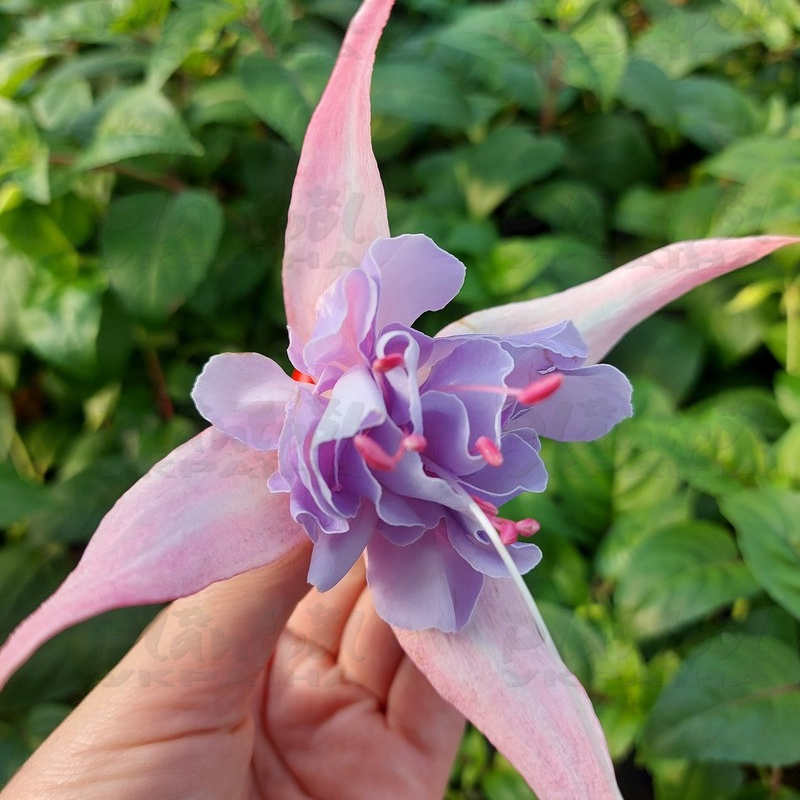 Фуксія Hollys Beauty