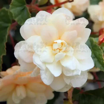 Фото 2