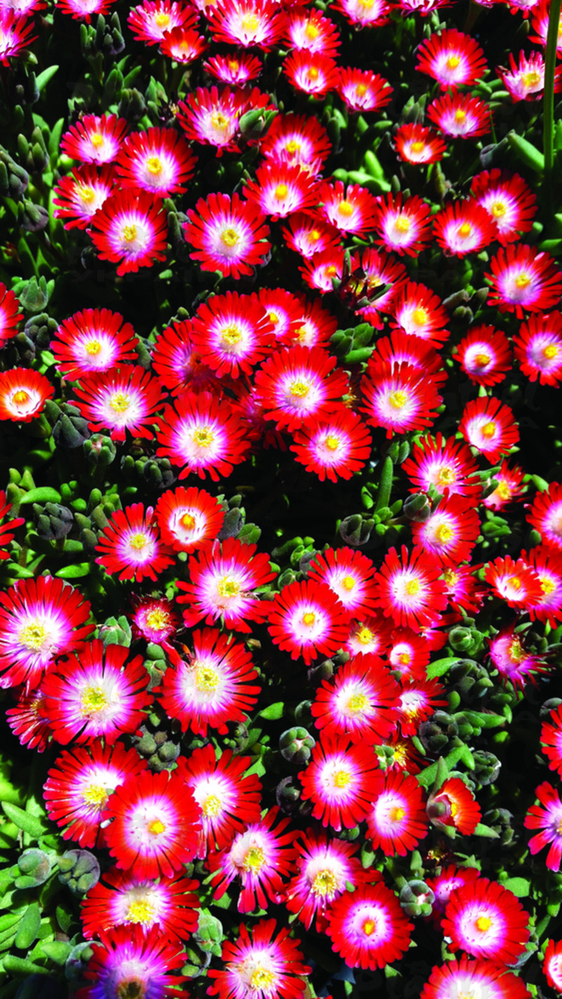 Делосперма Jewel of Desert Grenade (Vitroflora)