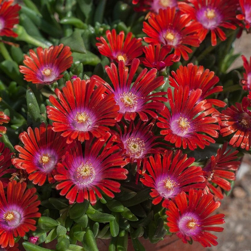 Делосперма Sundella Red (Vitroflora)