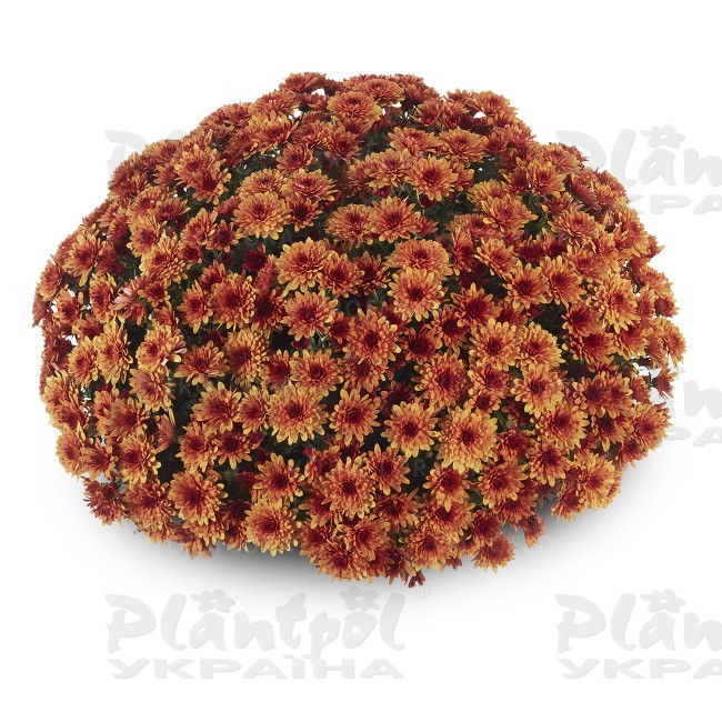Хризантема дрібноквіткова горшкова Amadore Orange (Vitroflora)