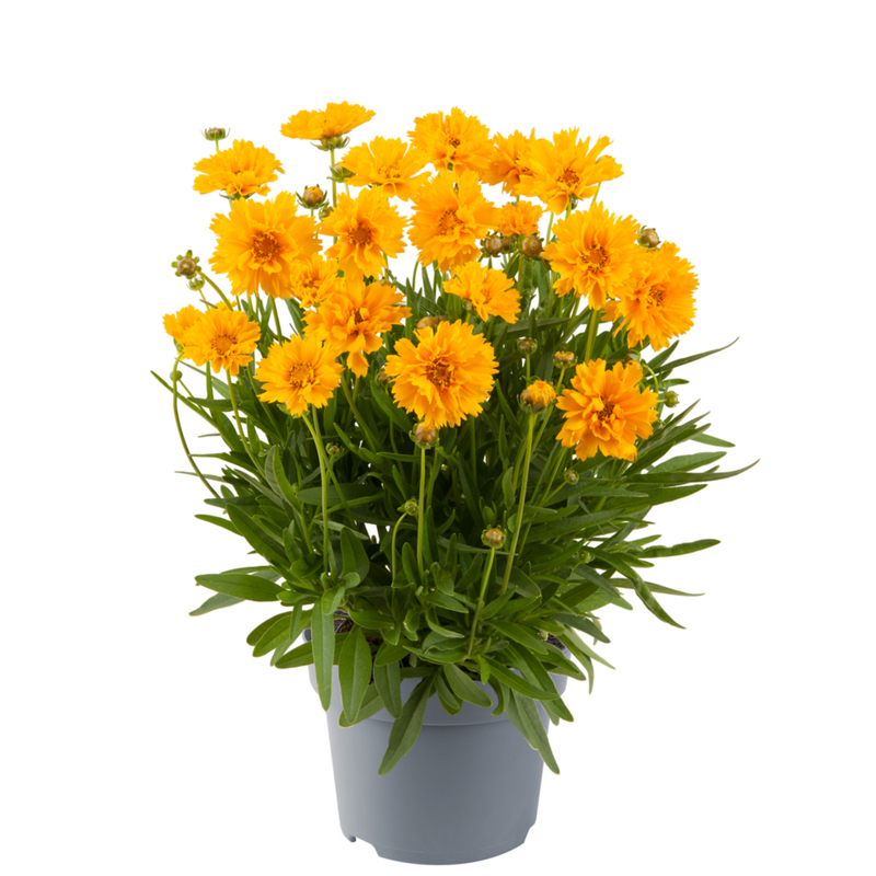 Кореопсис Early Sunrise Yellow Double ( 288 палета/ Florensis)