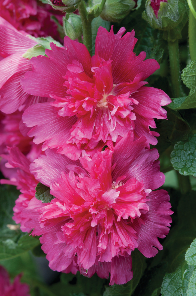 Мальва Spring Celebrities™ Carmine Rose (Florensis)