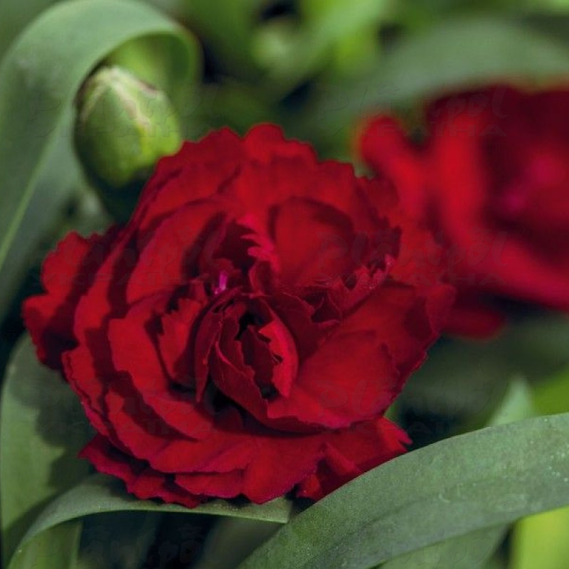 Гвоздика Dinamic Dark Red