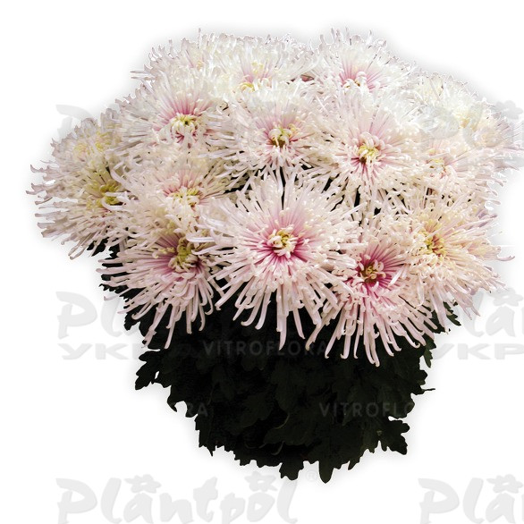 Хризантема великоквіткова горшкова Chusan Blanc (Vitroflora)