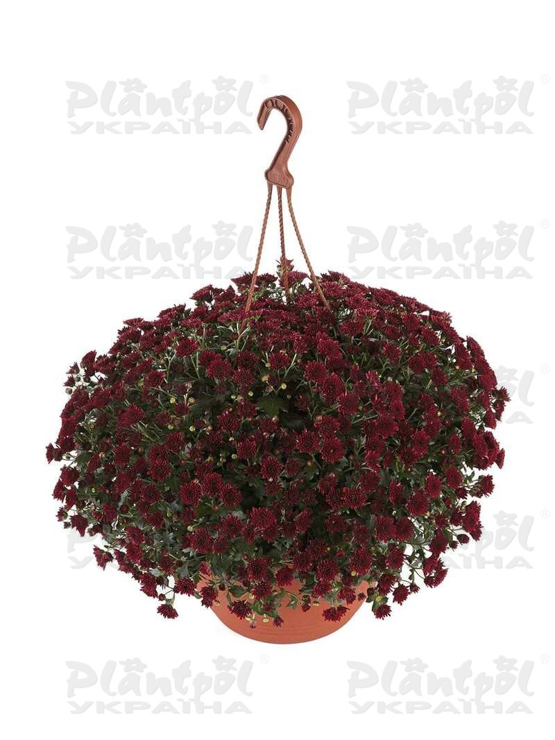 Хризантема Skyfall® Red горшкова (Vitroflora)