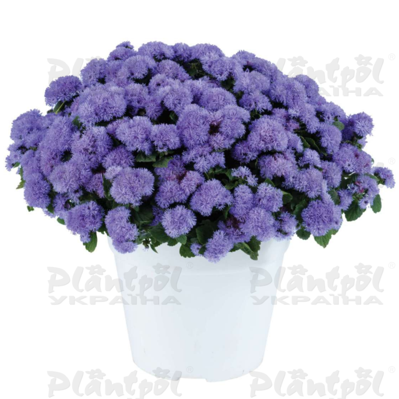 Агератум Aquilera Sky Blue