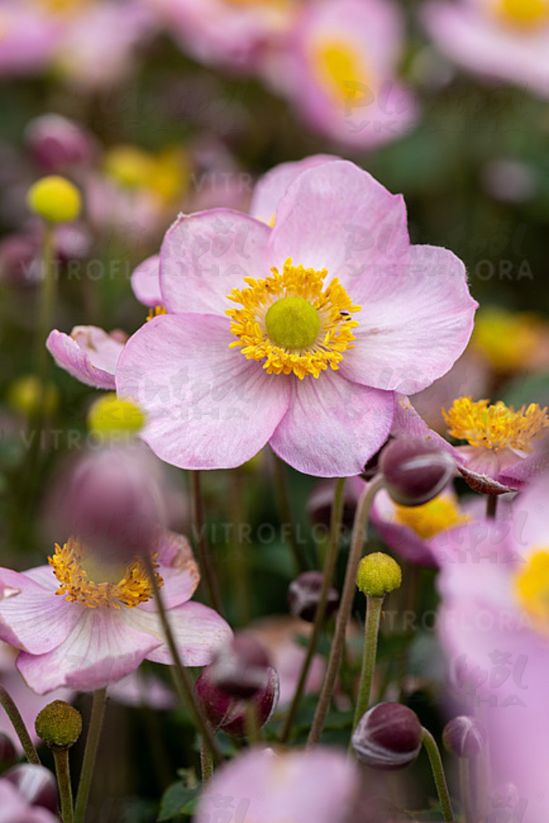 Анемона Little Breeze Candy (Vitroflora)