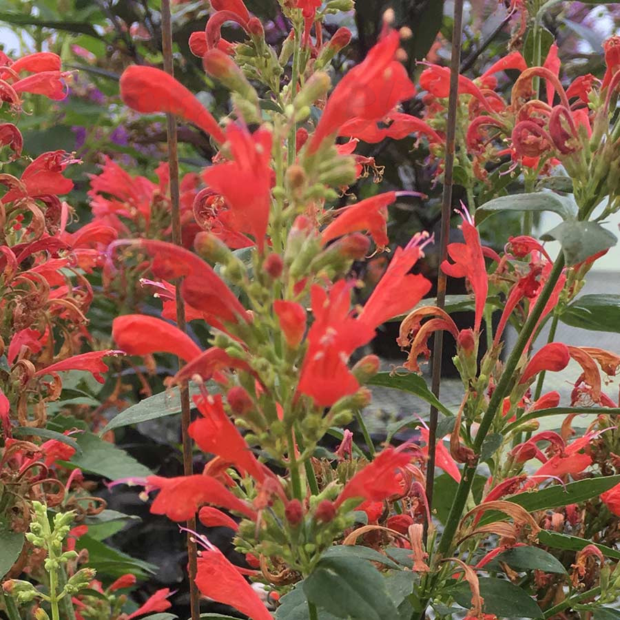 Агастахіс Kudos Red (Vitroflora)