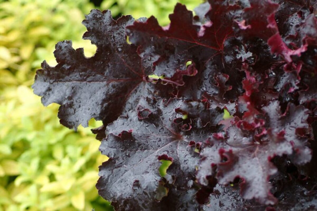 Гейхера Black Beauty (Plantpol)