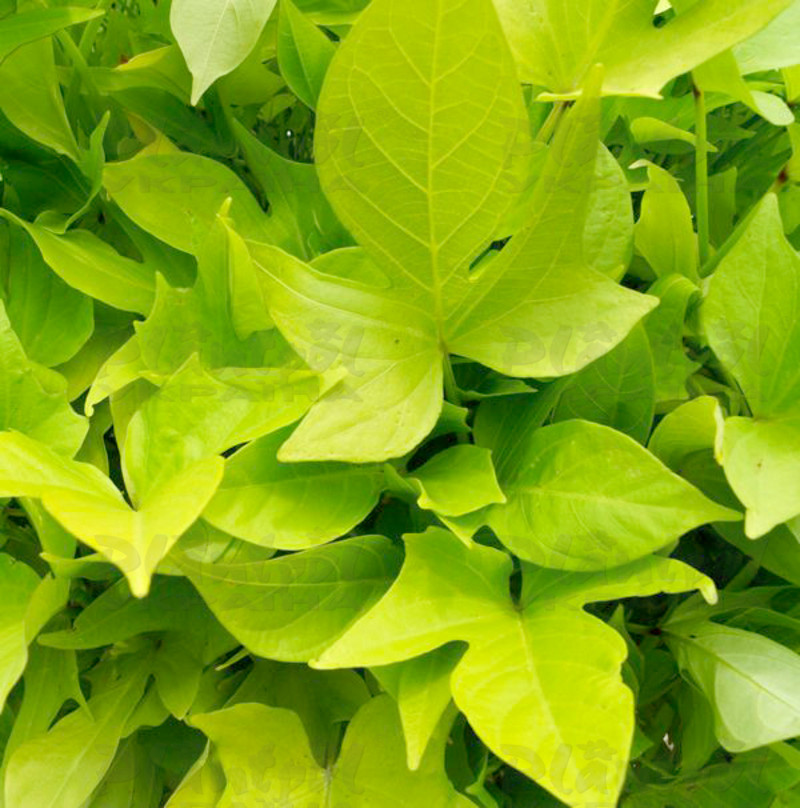 Іпомея batatas Bright Ideas Lime