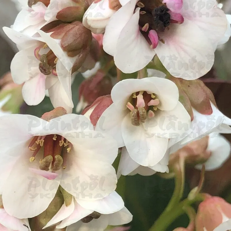 Фото 2