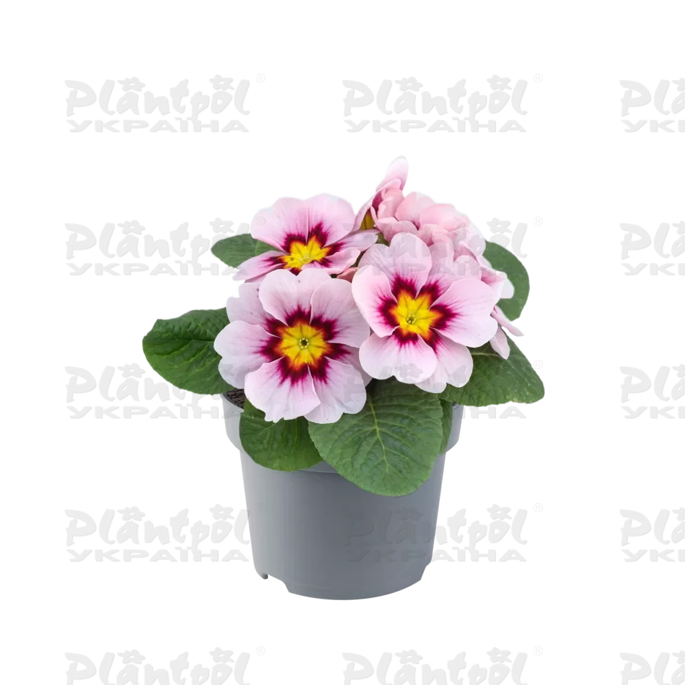 Примула vulgaris Salome® F1 Appleblossom (288 палета/Florensis)