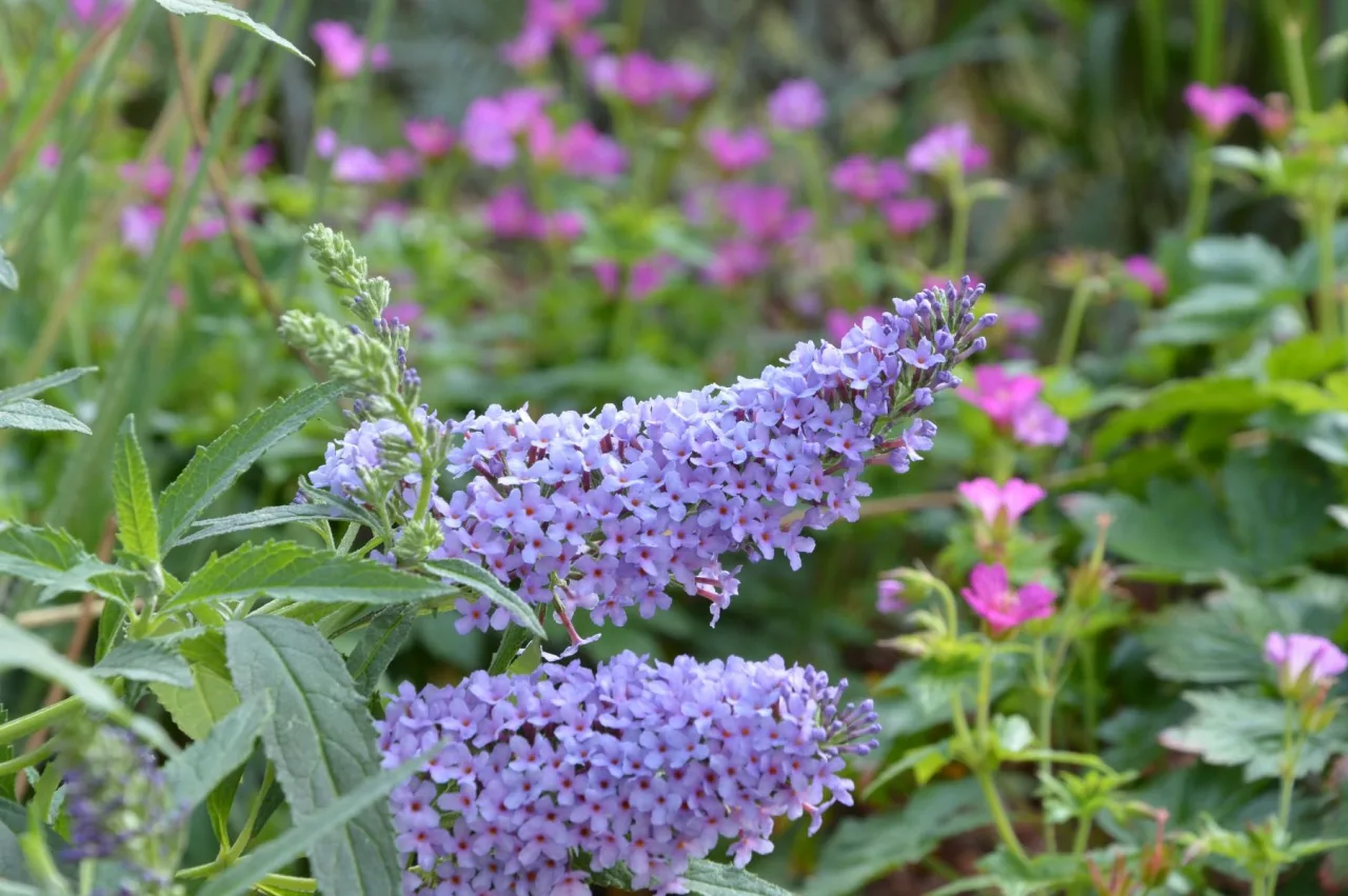 Будлея Buzz Sky Blue (Plantpol)