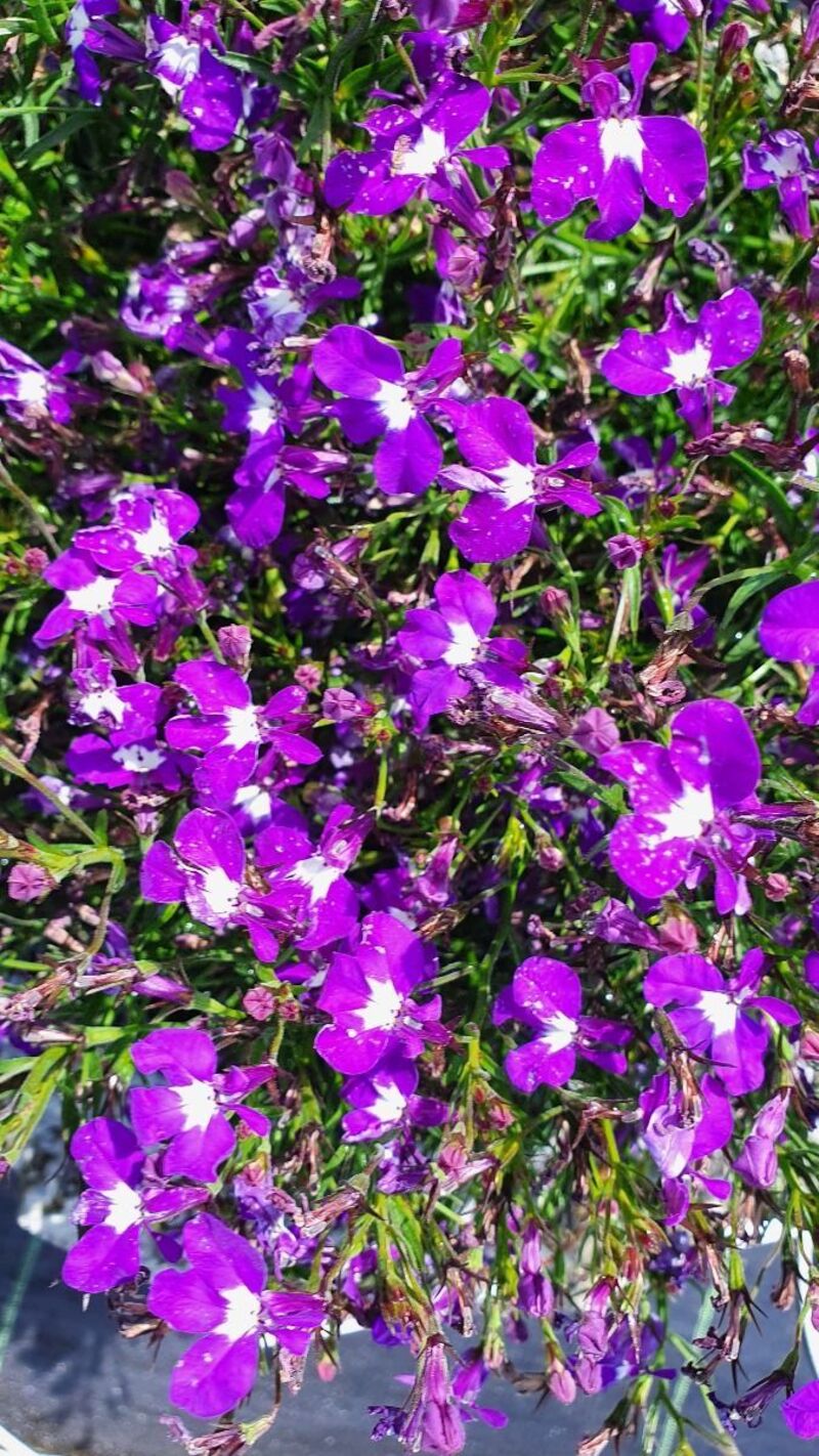 Лобелія Lobelix Dark Violet