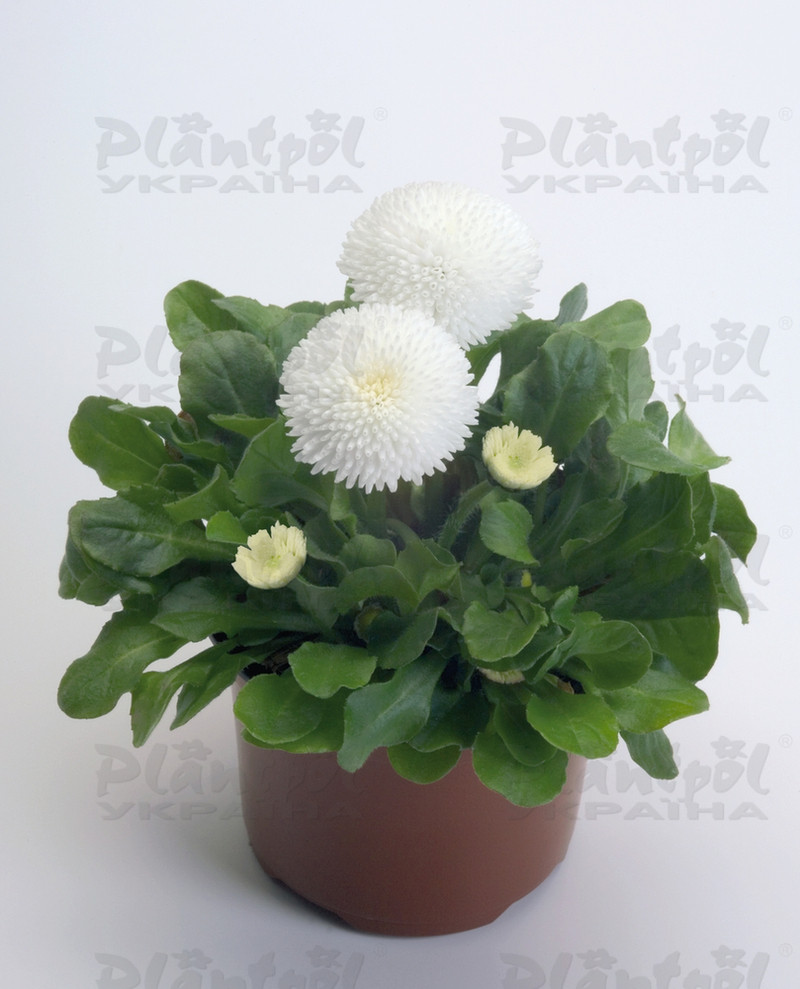 Стокротки bellis perennis Tasso White (288 палета)