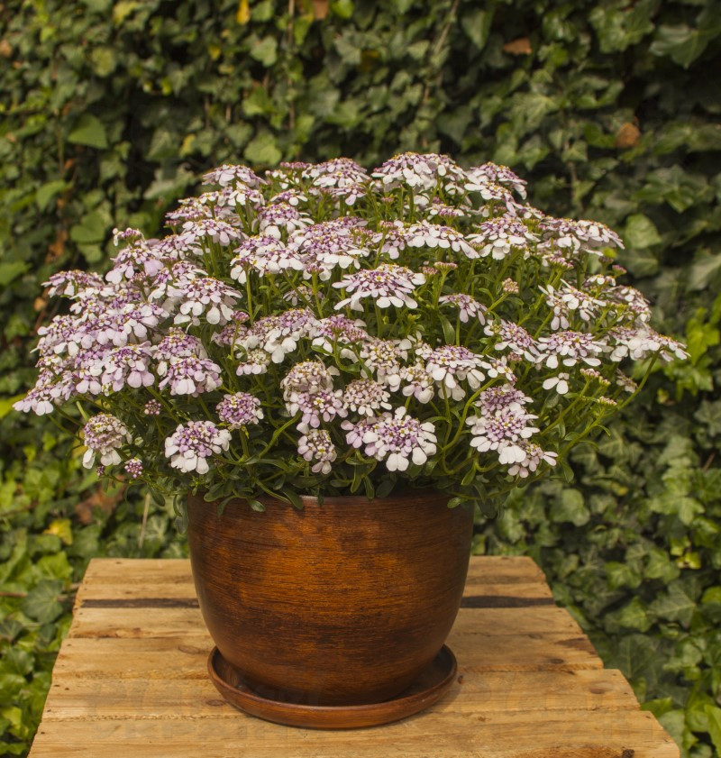 Іберіс Pink Ice (Vitroflora)
