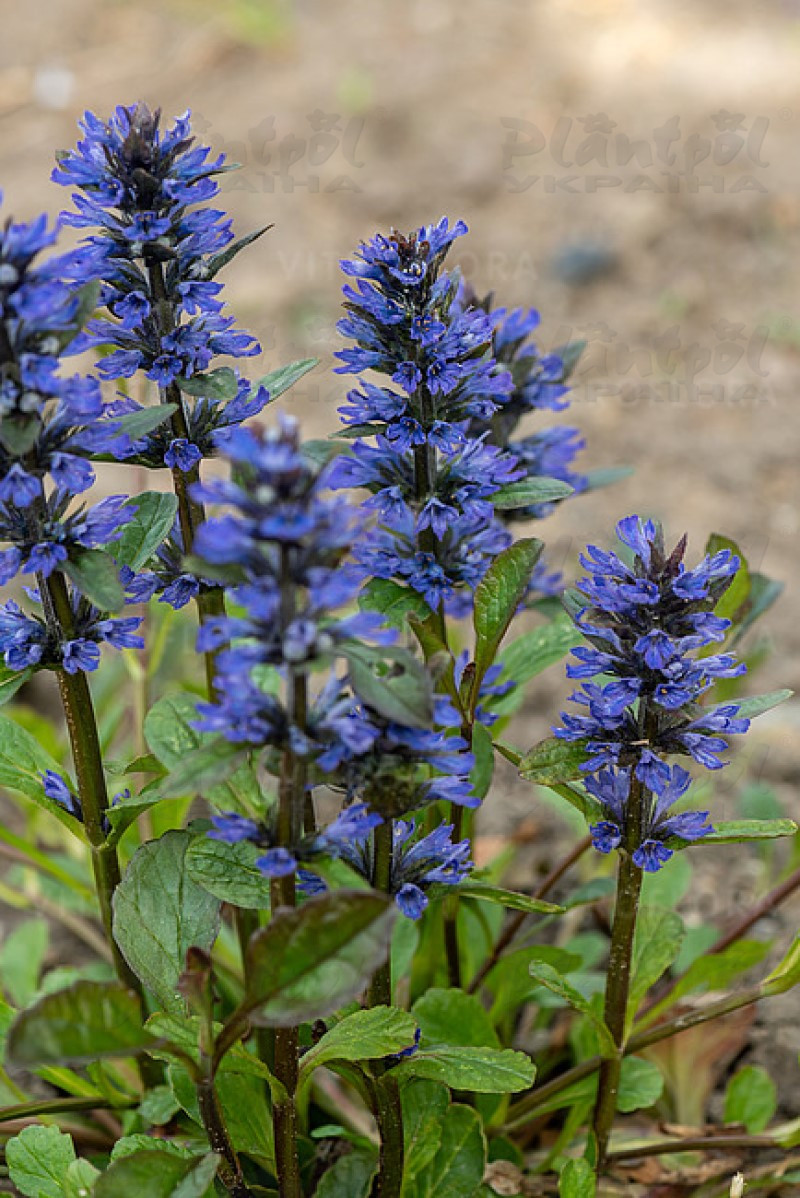 Аюга Catlin`s Giant (Vitroflora)