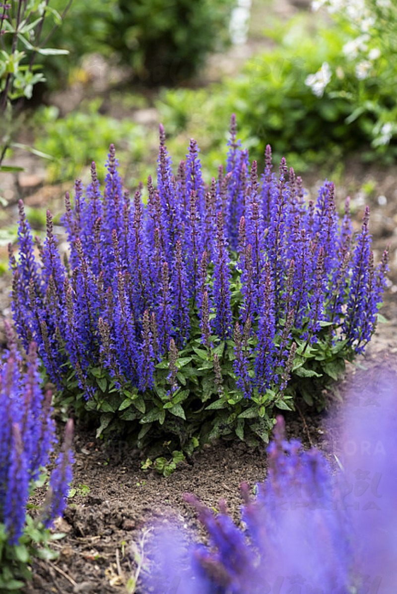 Шавлія nemorosa Blue Bouquetta (Vitroflora)