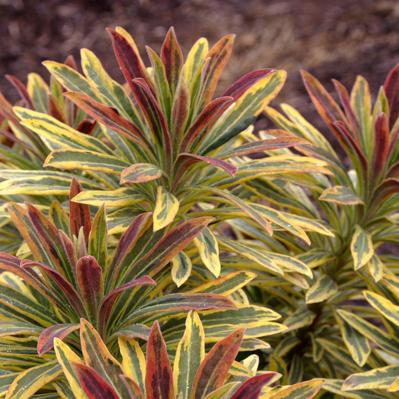 Еуфорбія Ascot Rainbow (vitroflora)