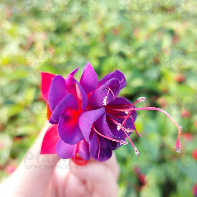 Фуксія Dollar Prinzessin