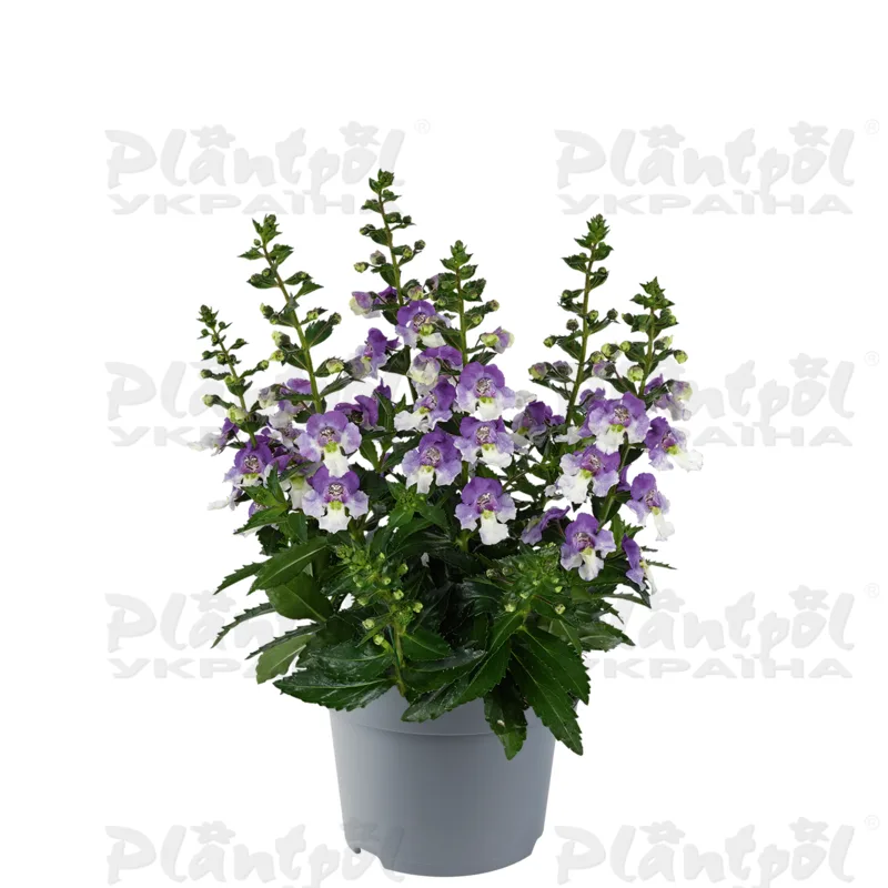 Ангелонія Archangel Blue Bicolour (128 палета/Florensis)