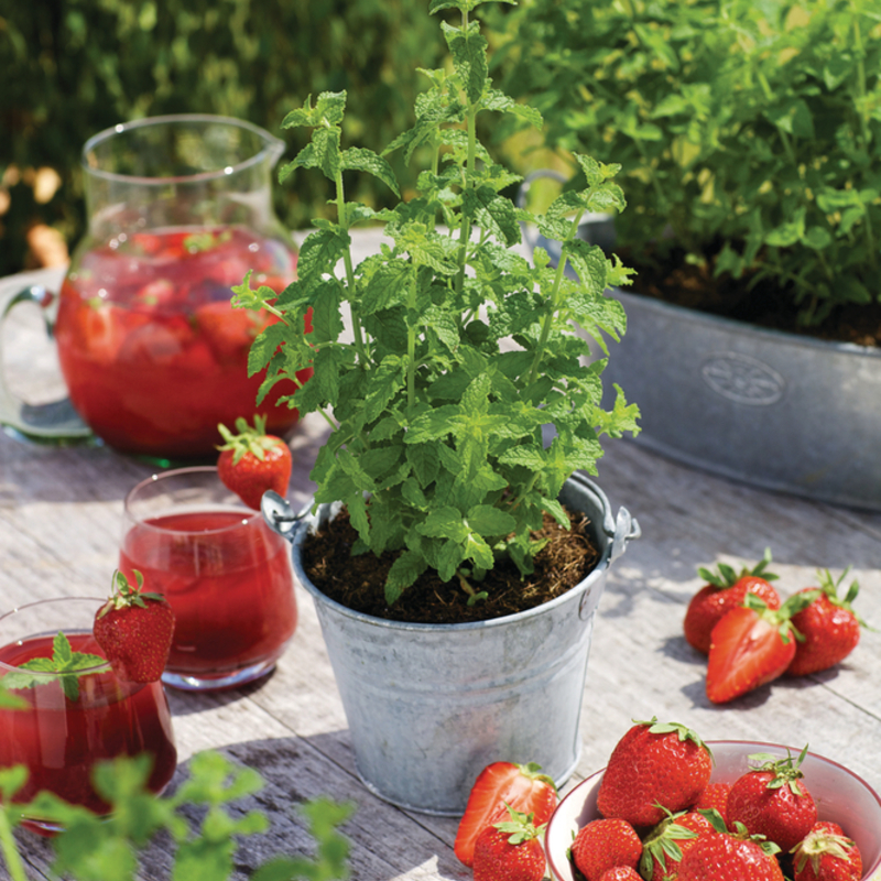 М'ята arvensis Strawberry