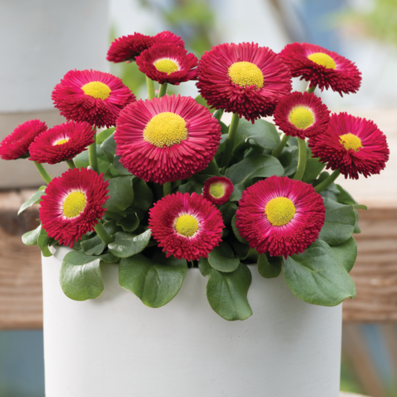 Стокротки bellis perennis BellaStar Compact Red (288 палета)