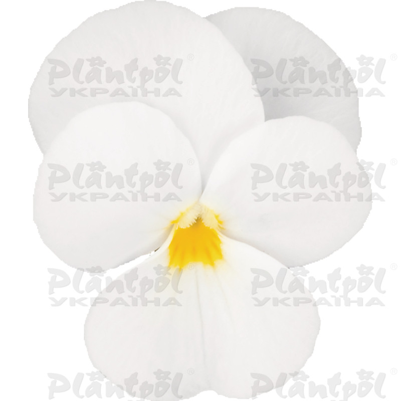 Віола cornuta Everlast F1 White (510 палета/Florensis)