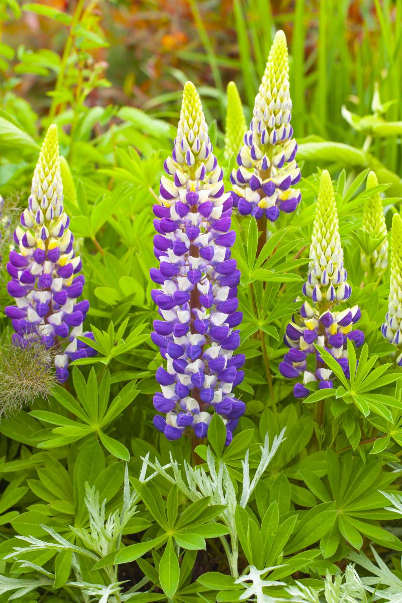 Люпин Lupinova Cierra (Plantpol)