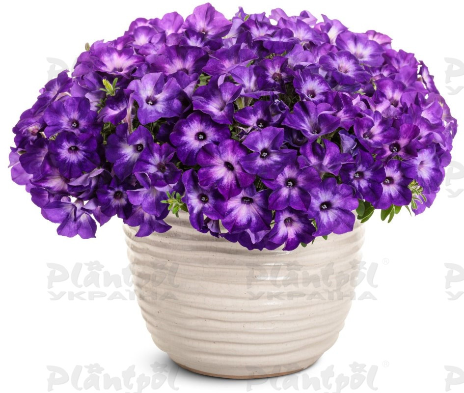 Петунія Supertunia Blue Moon