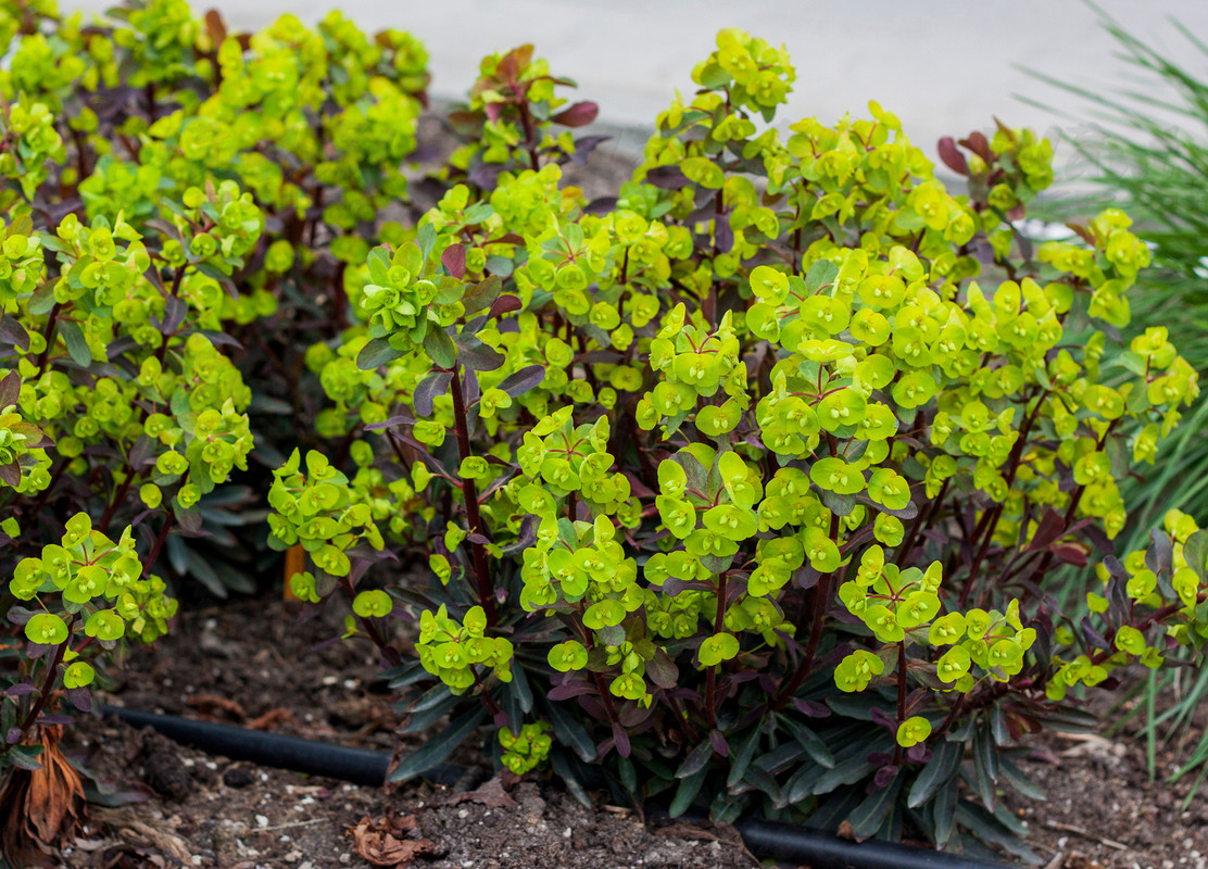 Еуфорбія Purpurea (Vitroflora)