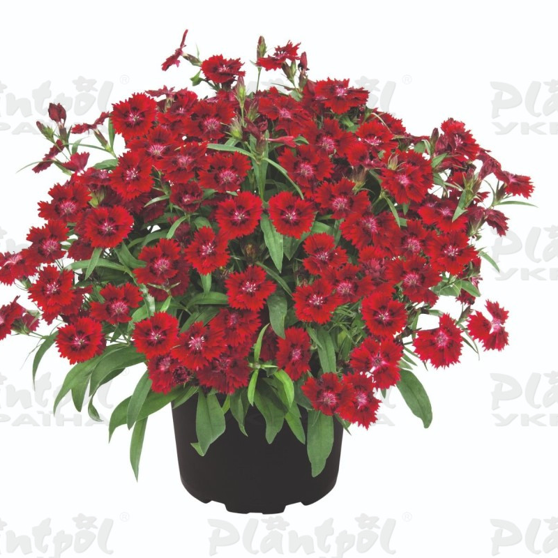 Гвоздика Summer Diamonds Red