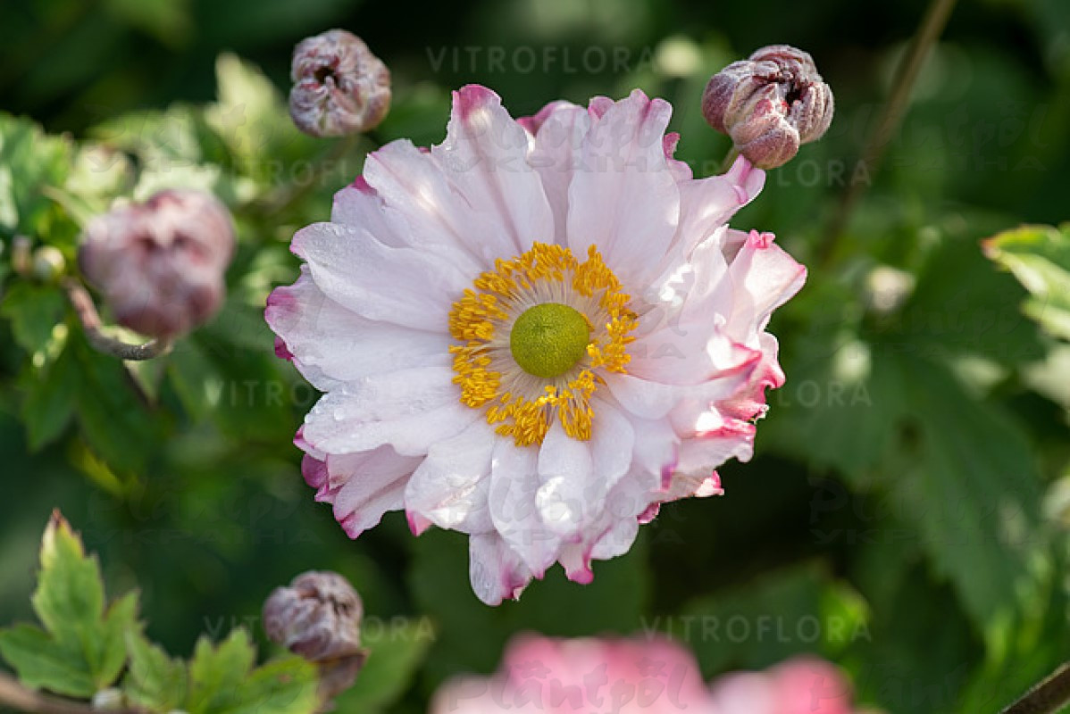Анемона Garden Breeze Pink Touch (Vitroflora)
