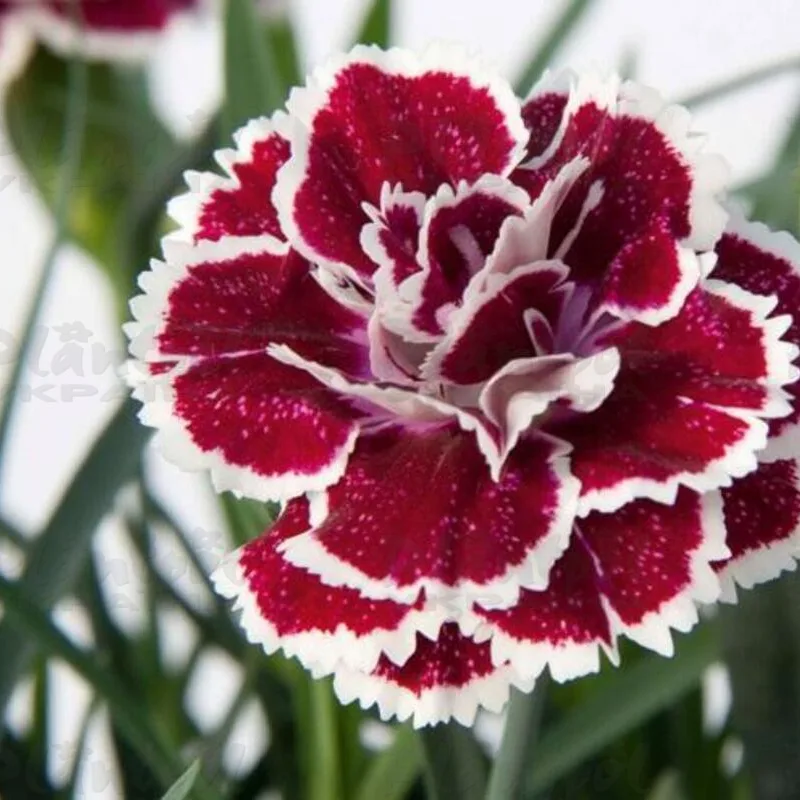 Фото 2