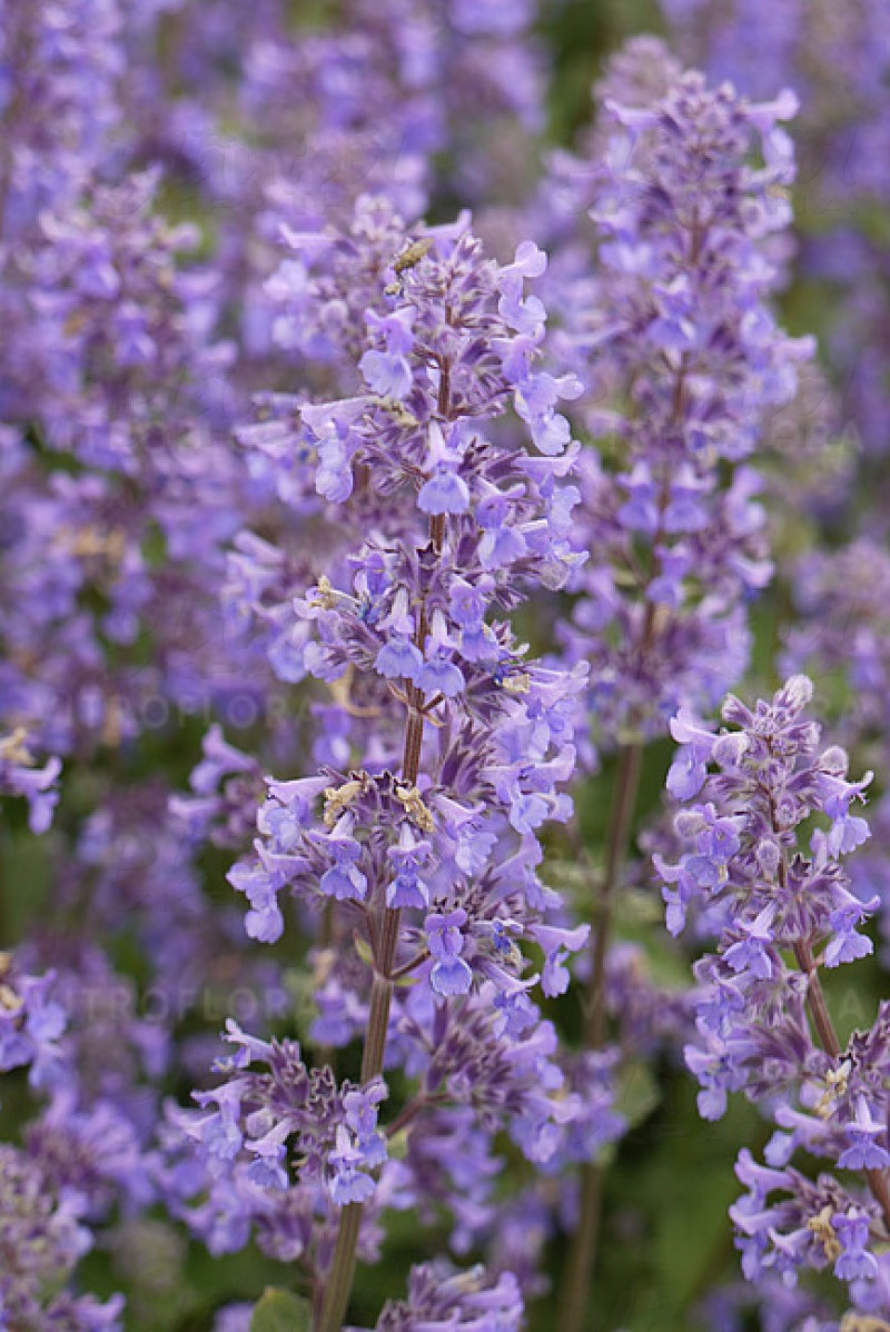 Непета Summer Magic (Vitroflora)
