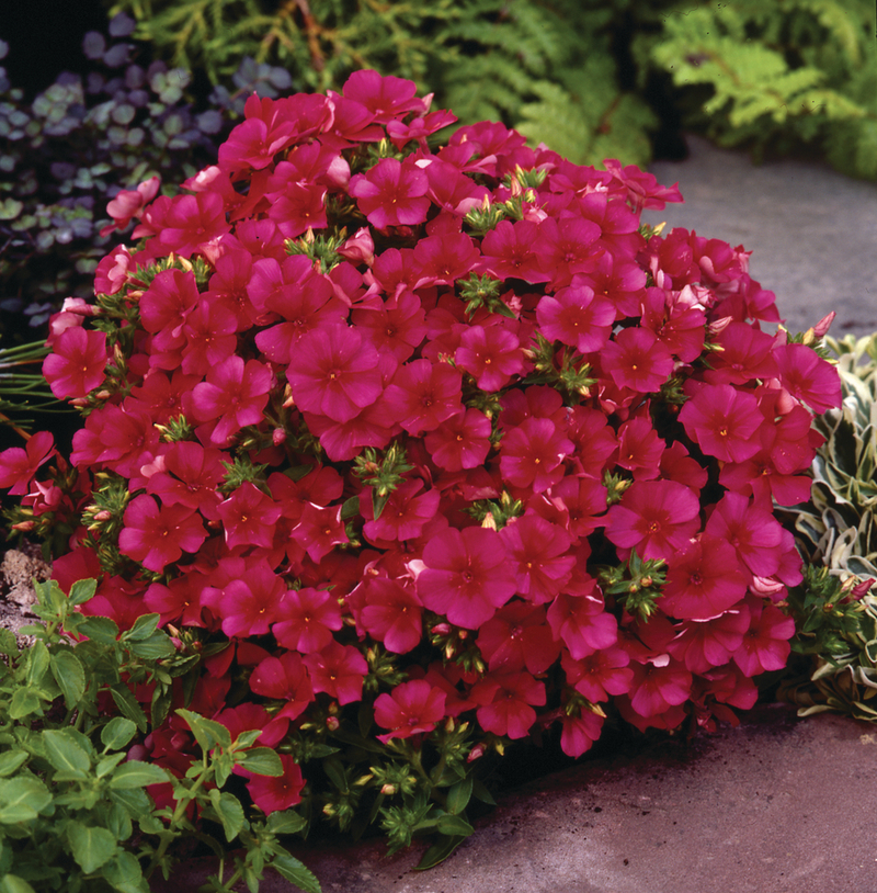 Флокс drummondii Dolly Deep Rose (288 палета/Florensis)